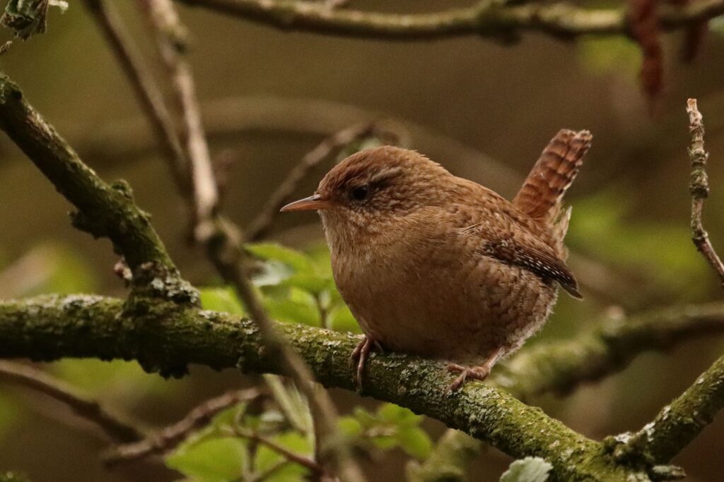 small bird sitting on a branch